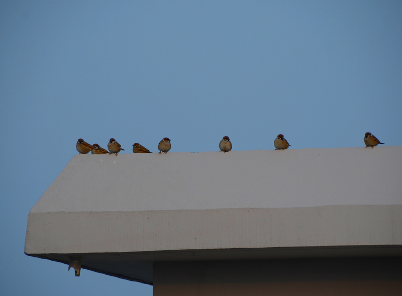 DSC_9175.jpg