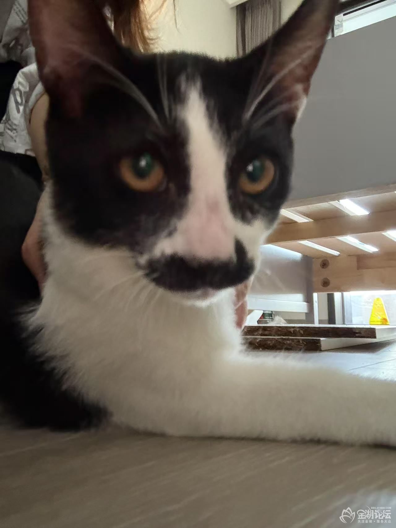 给小猫咪找领养,小八嘎猫,公猫,现实比图片更好看点的。-宠物领养交易-金湖论坛
