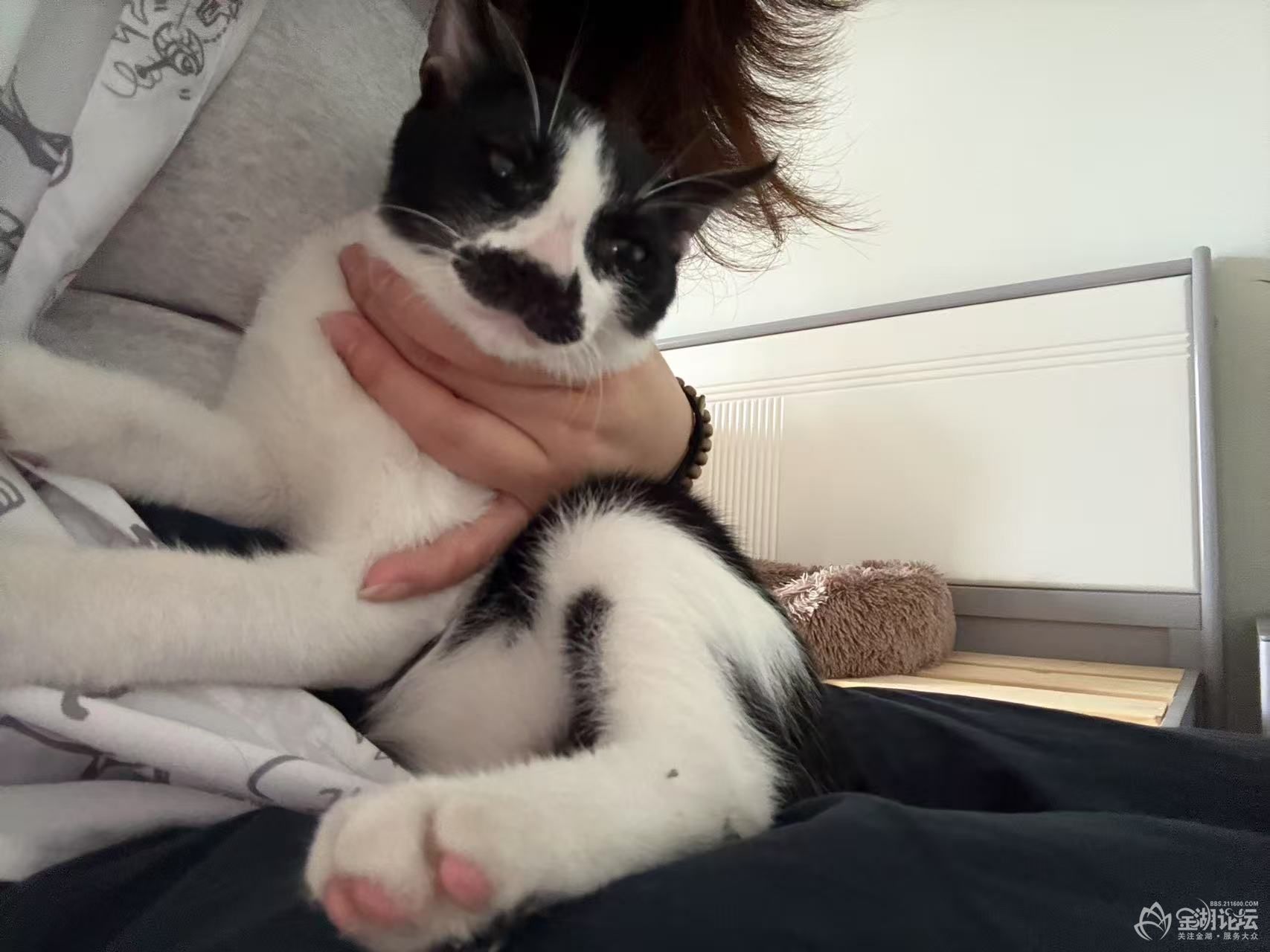 给小猫咪找领养,小八嘎猫,公猫,现实比图片更好看点的。-宠物领养交易-金湖论坛